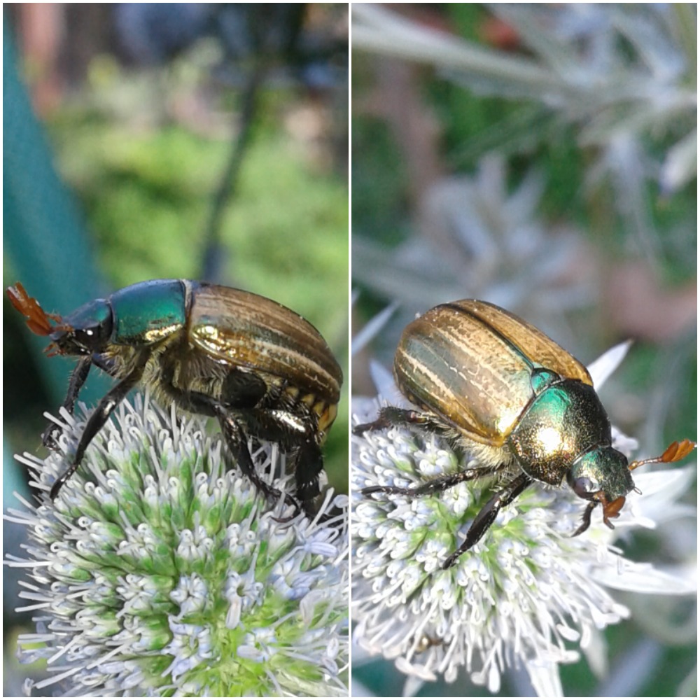 Mimela junii (Rutelidae)? S.